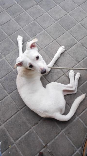 SOLUCIONADO¡¡¡¡¡¡    Copo (enero 2014 aprox.), necesita ACOGIDA TEMPORAL urgente en Madrid o adopción definitiva. Es un cachorro de tamaño mediano cruce de galgo. (PE) IMG_20140918_135218_zps7c7415fb