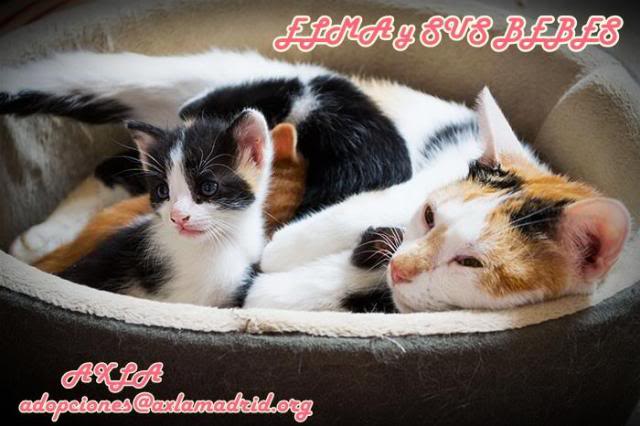 *Elma (septiembre 2013) y Elsa (mayo 2014), gatitas madre e hija en adopcion. AXLA Madrid (PE) Elmaybebes_zps55a92ee8