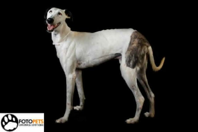 galgo - *FARNOX (mayo 2012), galgo macho en adopcion. (Preferiblemente en adopcion en la comunidad de Madrid). AXLA Madrid (PE) Farnox111_zpsfecac0d2