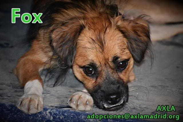 gatos - *ADOPTADO!!! FOX (octubre 2012), perrito mestizo de tamaño pequeño en adopcion, se lleva bien con perros y gatos, AXLA Madrid (PE) Fox4_zps553d984d