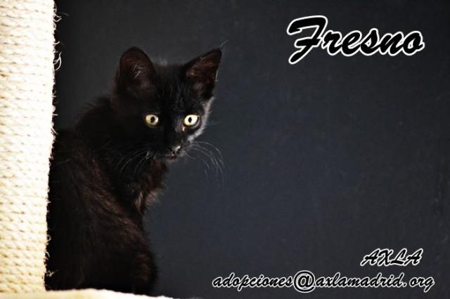 abril - *FRESNO (abril 2014 aprox.), preciosa gato pantera en adopcion, AXLA Madrid (PE cachorro) Fresno_zps5a786004