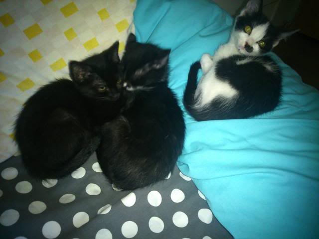 *Espina (hembra), Espiga y Ezequiel (machos) (marzo 2014 aprox.), gatos en adopcion, se llevan bien perros y gatos, AXLA Madrid (PE) Gatitos2_zps1c66cddc