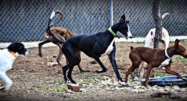 *ADOPTADO!!! SANTY (feb. 2012), precioso galgo salvado de la horca que busca adopcion, AXLA Madrid (PE) Santyloe_zps51c460dd