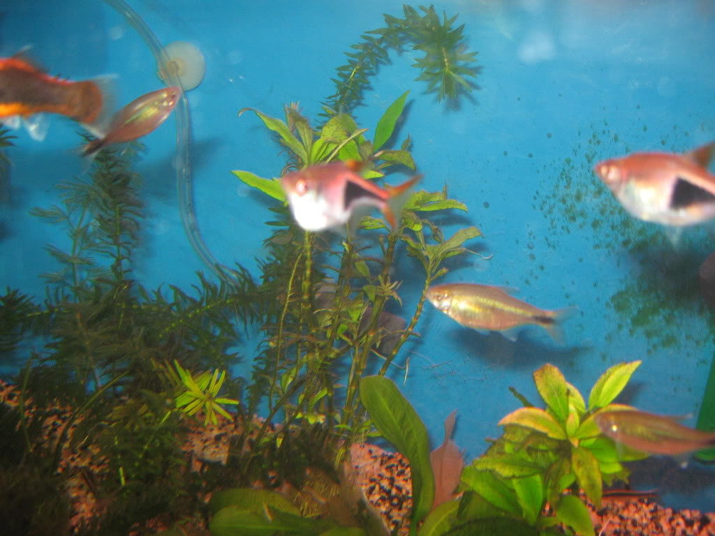 Mon petit monde Aquarium2011053