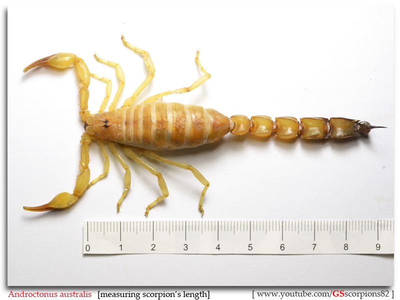 Scorpion Length Androctonus_australis_measuring_scorpion_by_GS