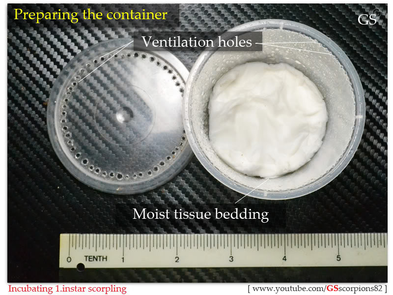 [HOW TO] Incubate 1.instar Scorpling Incubating_1instar_scorpling_by_GS_pic1