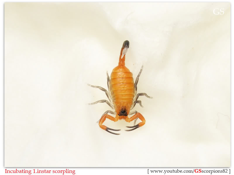 [HOW TO] Incubate 1.instar Scorpling Incubating_1instar_scorpling_by_GS_pic10