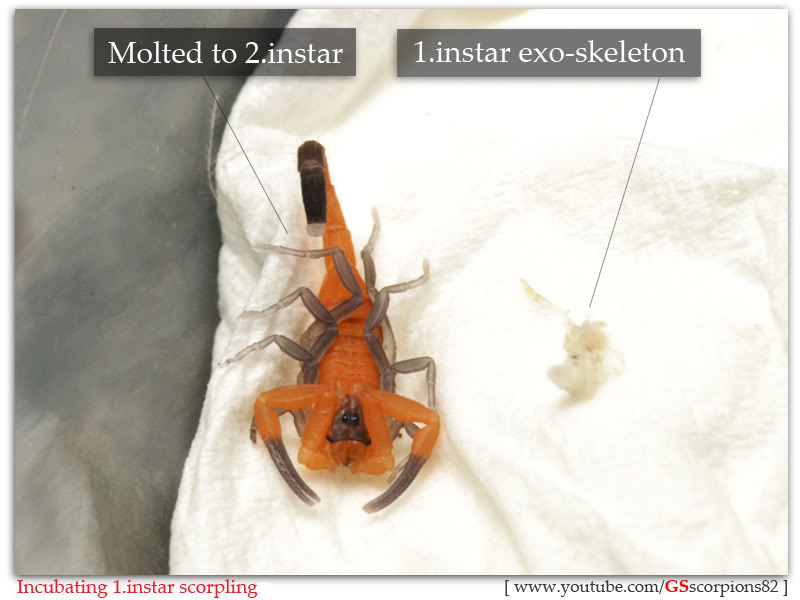 [HOW TO] Incubate 1.instar Scorpling Incubating_1instar_scorpling_by_GS_pic13