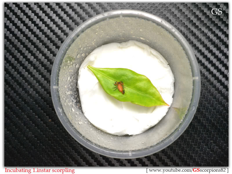 [HOW TO] Incubate 1.instar Scorpling Incubating_1instar_scorpling_by_GS_pic5