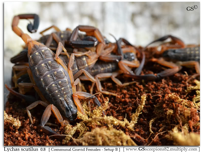 Lychas scutilus Breeding project Lychas_scutilus_by_GS_100711_Pic14