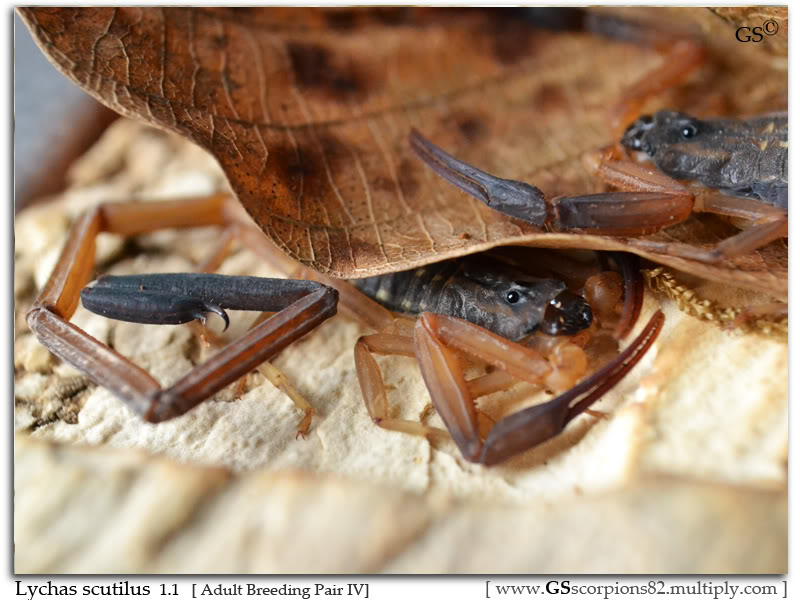 Lychas scutilus Breeding project Lychas_scutilus_by_GS_100711_Pic9