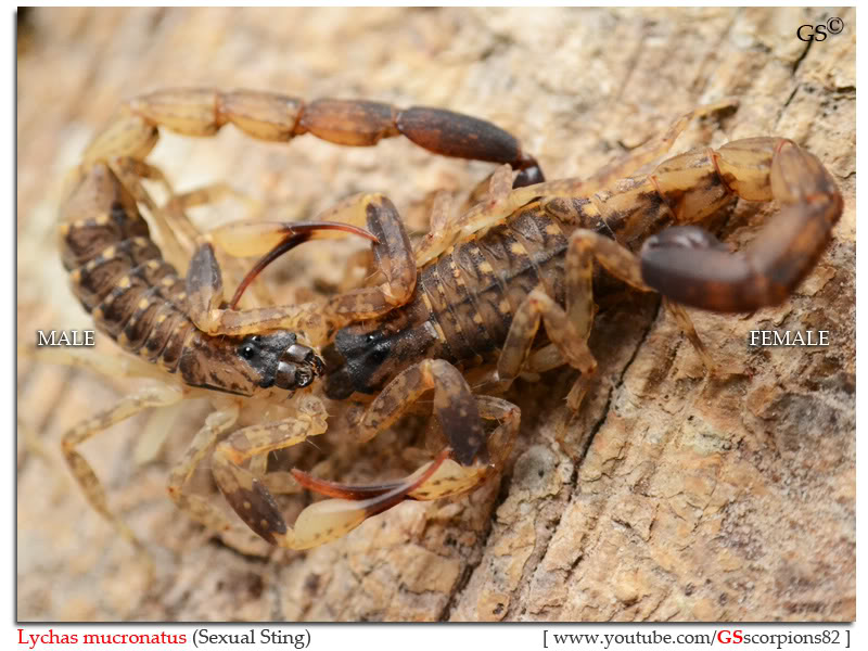 [HOW TO] Guide to Mating Scorpions Lychas_mucronatus_sexual_sting_byGSscorpions82_pic1