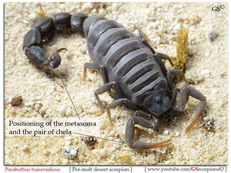 [Discussion] Parabuthus spp. - Page 20 Premolt_Desert_Scorpion_by_GSscorpions82_221111_pic1