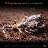 [Sharing] WHO MOLTED TODAY? (Post molting pics here!) - Page 19 Th_Molting_forest_scorpion_by_GS_pic8