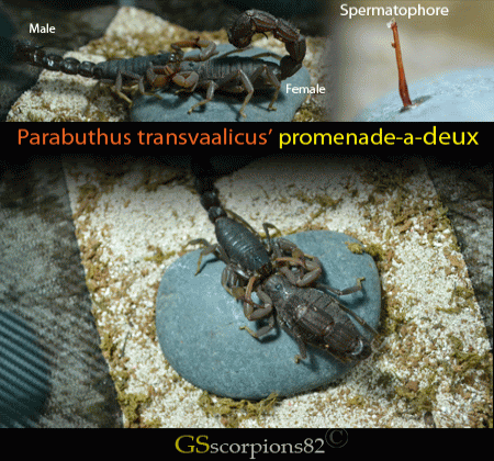 Numbering your pictures for comments Parabuthus_transvaalicus_mating_by_GS