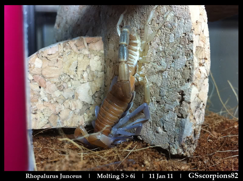 Is my girl molting or dead? RJ_Molting_5th_to_6thInstar_14