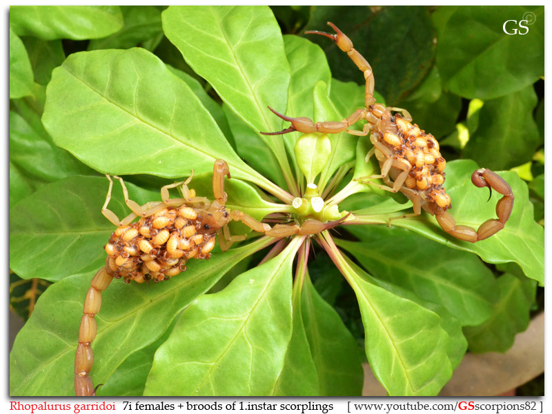 Rhopalurus garridoi Rhopalurus_garridoi_by_GS_pic10