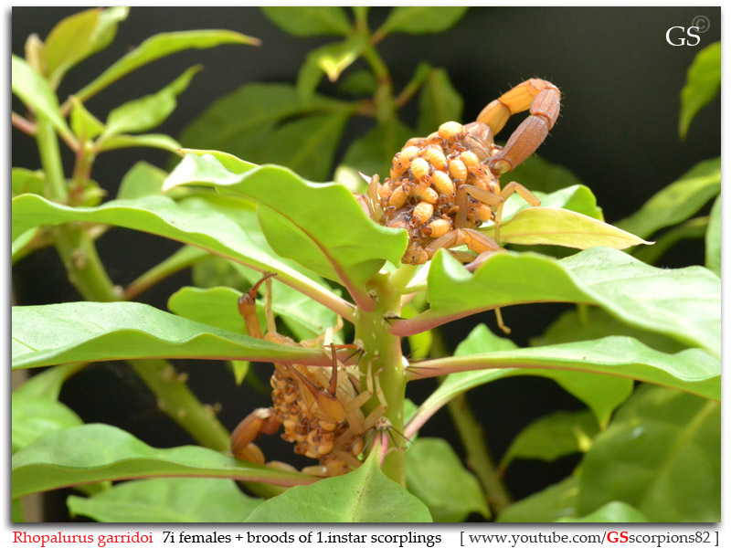 Rhopalurus garridoi Breeding Project Rhopalurus_garridoi_by_GS_pic9