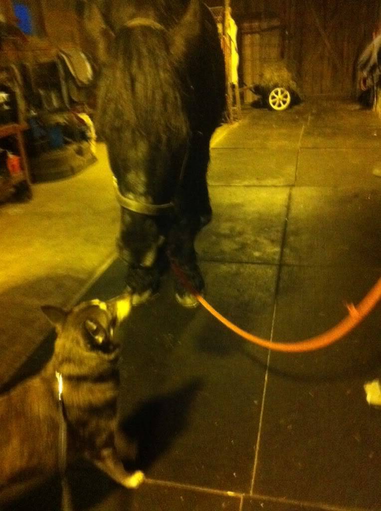 Nutmeg meets a 2200lb Percheron Photo2