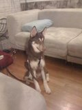 New here!  We adopted a red/white husky puppy from the pound Th_37963_442266286394_600386394_5443852_4009240_n