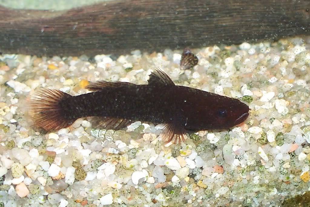 [résolu]Quelle espèce de Gobie? - Mugilogobius hitam 3ed2655b