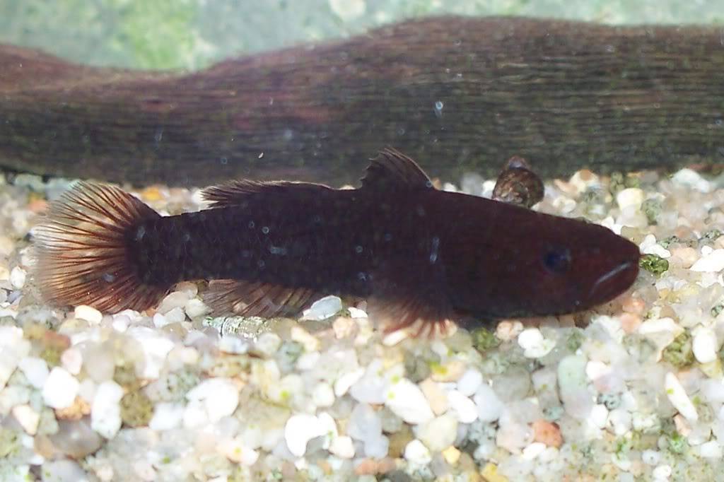 [résolu]Quelle espèce de Gobie? - Mugilogobius hitam Cdd91e5f