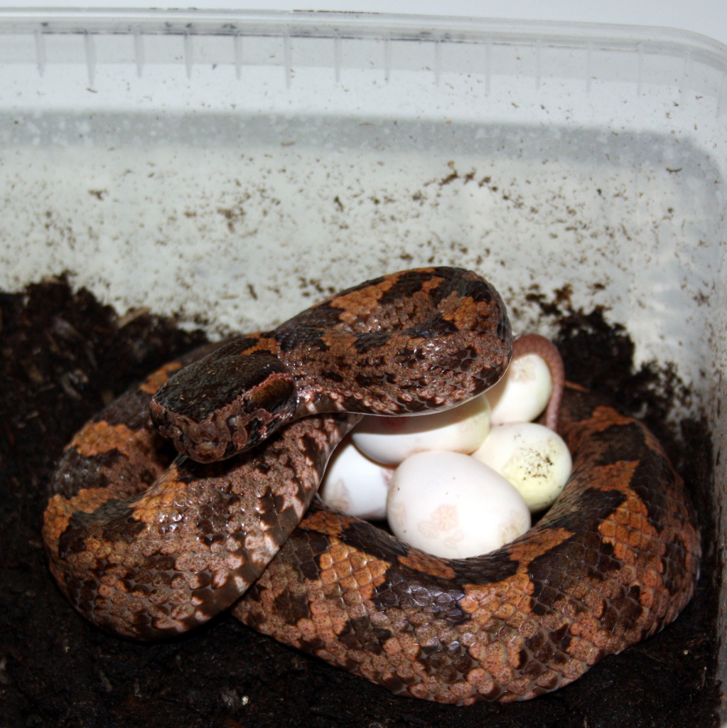 clutch 16.7.2012 ovophis tonkinensis Oteggs