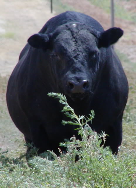 Head on cows CORBINAIREFRONT