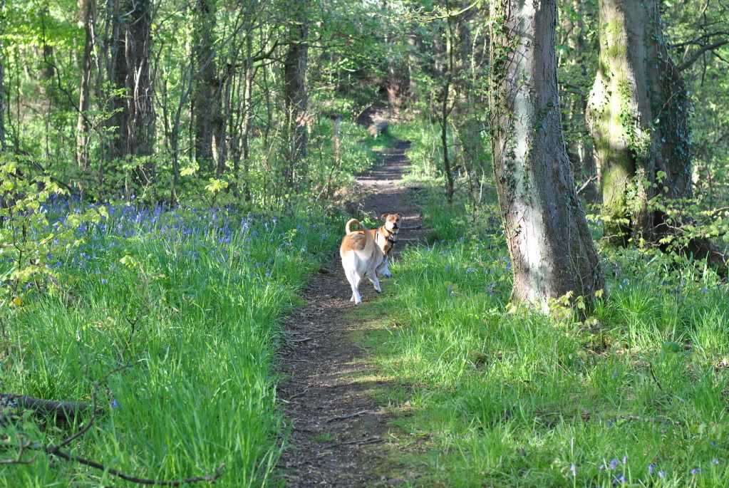 Walk up the woods (pic heavy) DSC_0004