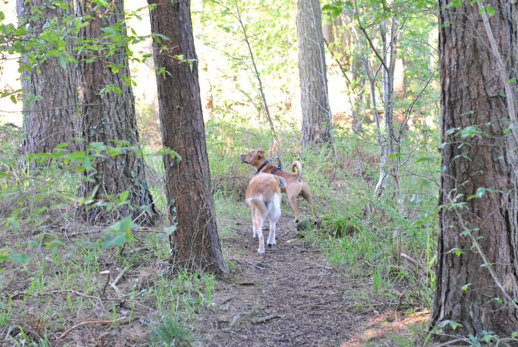 Walk up the woods (pic heavy) DSC_0011