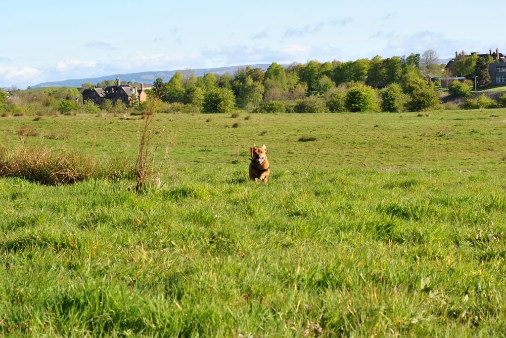 Walk up the woods (pic heavy) DSC_0024