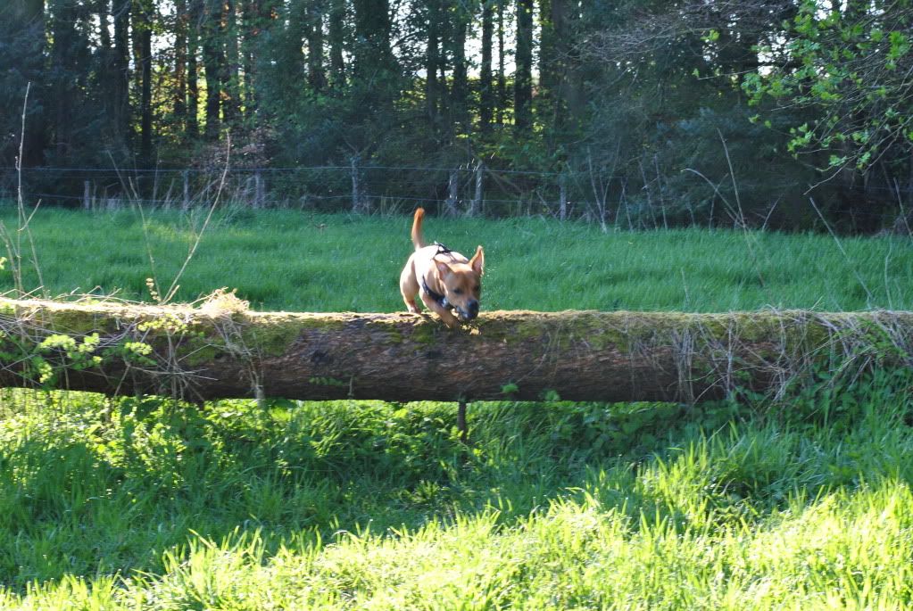 Walk up the woods (pic heavy) DSC_0041