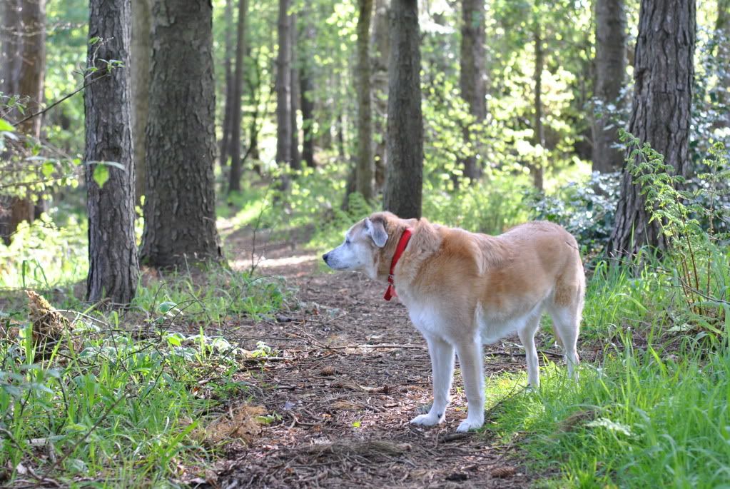 Walk up the woods (pic heavy) DSC_0048