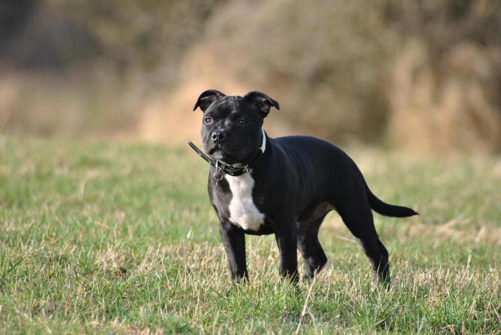 What's your all time favourite pooch pic ?? DSC_0197_zps60f6042b