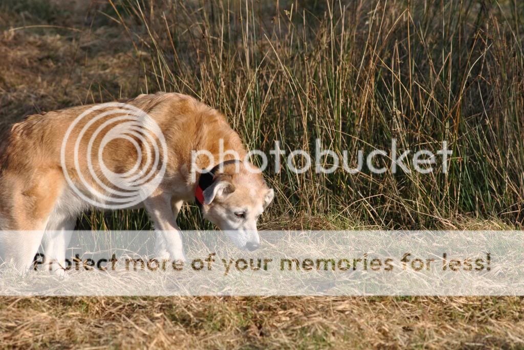 What's your all time favourite pooch pic ?? DSC_0227_zpsa9a43fd8