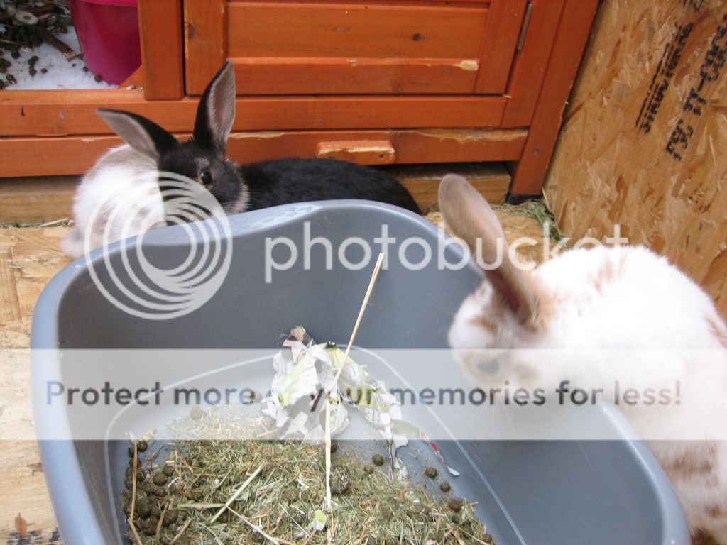 Humum had 'help' cleaning out... Fl005