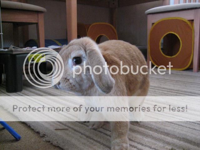 What everybun did this weekend (pic heavy). Lala01_640x480