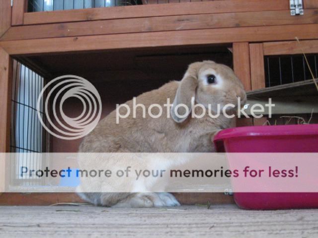 What everybun did this weekend (pic heavy). Lala03_640x480