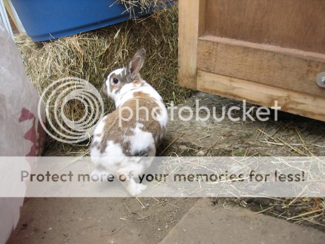 What everybun did this weekend (pic heavy). Rosie01_640x480