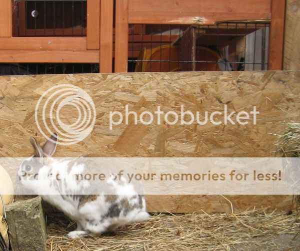 What everybun did this weekend (pic heavy). Rosie02