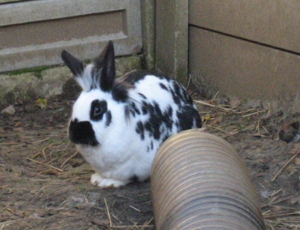 What everybun did this weekend (pic heavy). Smudge01