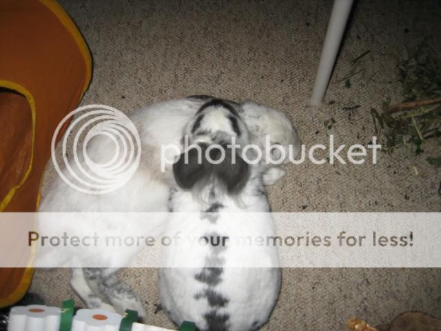 What everybun did this weekend (pic heavy). Sparkygiz01_640x480