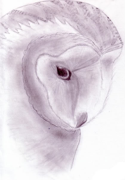 The picture thread. BarnOwl