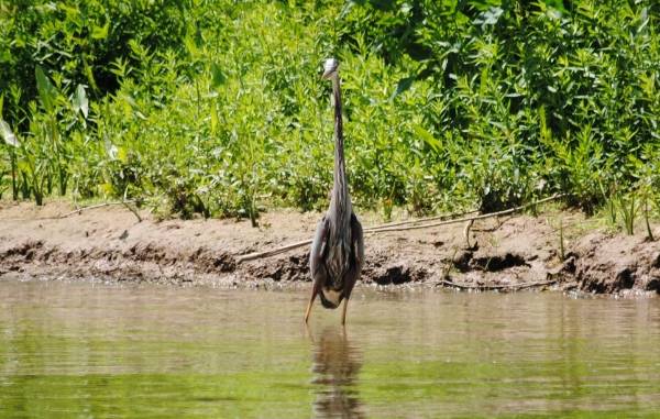 Blue Heron Photos 10221b23-899a-426f-9069-0a536776bc08_zps19202c48