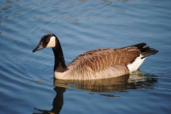 Some Goose Pictures from 4/6/13 D7de3856-d0dc-4680-b008-810c39ca87bd_zpsbdf5eecf