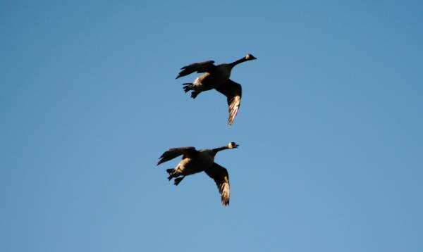 Some Goose Pictures from 4/6/13 De2e8e14-5bd9-4488-b754-1c9b21ca9885_zps18506b3f