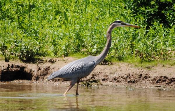 Blue Heron Photos Eccc649b-37ff-4b9f-af8c-9bf49b1f5b7c_zps28f14734