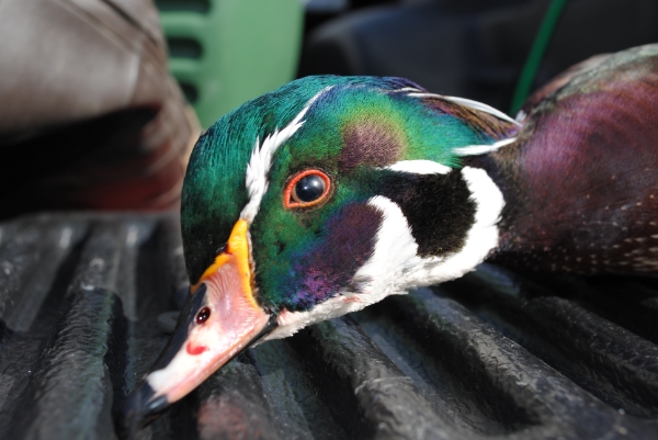 My First Wood Duck Mount F35e19cb-3ca8-478e-bc06-b4644fac9a13_zpsa372d3fb