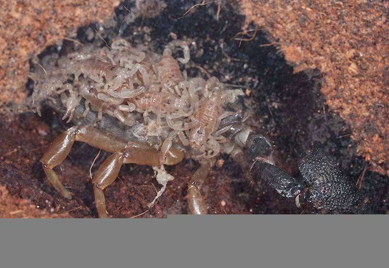 Heterometrus madraspatensis babies 4