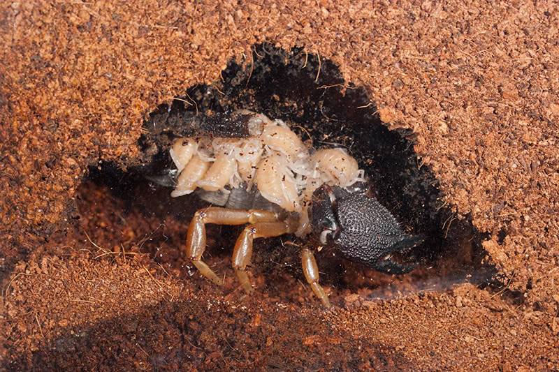 Heterometrus madraspatensis babies IMG_3763